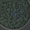 Thumbnail for dataset FigureS3A_misalign_20161031_kinetochore_Hec_half2