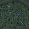 Thumbnail for dataset FigureS3A_misalign_20161104_kinetochore_CENPC_EFcon