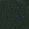 Thumbnail for dataset FigureS3A_misalign_20161104_kinetochore_CENPC_Giant