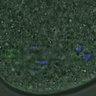 Thumbnail for dataset FigureS3A_misalign_20161104_kinetochore_Hec1_Giant
