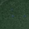 Thumbnail for dataset FigureS3A_misalign_20161106_kinetochore_CENPC_Giant