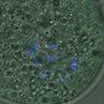 Thumbnail for dataset FigureS3A_misalign_20161106_kinetochore_Hec1_EFcon
