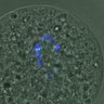 Thumbnail for dataset FigureS3A_misalign_20161109_C-Mad2_after