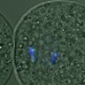 Thumbnail for dataset FigureS3A_misalign_20161109_C-Mad2_before