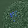 Thumbnail for dataset FigureS3A_misalign_20161109_C-Mad2_con