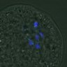 Thumbnail for dataset FigureS3A_misalign_20161110_C-Mad2_after