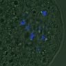 Thumbnail for dataset FigureS3A_misalign_20161110_C-Mad2_con