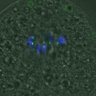 Thumbnail for dataset FigureS3A_misalign_20161112_C-Mad2_after