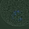Thumbnail for dataset FigureS3A_misalign_20161112_C-Mad2_before