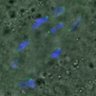 Thumbnail for dataset FigureS3A_misalign_201601182_C-Mad2_con3_5h