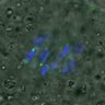 Thumbnail for dataset FigureS3A_misalign_201601182_C-Mad2_half3h