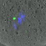 Thumbnail for dataset FigureS3A_misalign_pericentrin_con