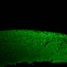 Thumbnail for dataset Fig1I_E15.5Tg_NeuN_highmagnification