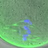 Thumbnail for dataset FigureS3BC_BC_KT-MT_20160208_con