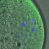 Thumbnail for dataset FigureS3BC_BC_KT-MT_20160317_EFcon