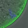 Thumbnail for dataset FigureS3BC_BC_KT-MT_20160317_Giant