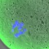 Thumbnail for dataset FigureS3BC_BC_KT-MT_20160318_EFcon