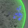 Thumbnail for dataset FigureS3BC_BC_KT-MT_20160412_con