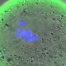 Thumbnail for dataset FigureS3BC_BC_KT-MT_20160412_half