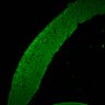 Thumbnail for dataset Fig1I_E15.5Tg_NeuN