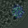 Thumbnail for dataset FigureS3DE_MII-ACA_20161021_con