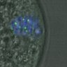 Thumbnail for dataset FigureS3DE_MII-ACA_20161021_half