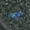 Thumbnail for dataset FigureS3DE_MII-ACA_20161024_con