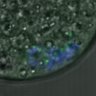 Thumbnail for dataset FigureS3DE_MII-ACA_20161024_half