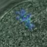 Thumbnail for FigureS3DE_MII-ACA_20161104_EFcon