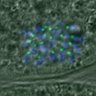 Thumbnail for dataset FigureS3DE_MII-ACA_20161104_Giant