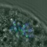 Thumbnail for dataset FigureS3DE_MII-ACA_20161117_EFcon
