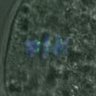 Thumbnail for dataset FigureS3DE_MII-ACA_20161117_Giant