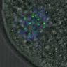 Thumbnail for dataset FigureS3DE_MII-ACA_20161118_EFcon