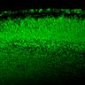 Thumbnail for dataset Fig1I_E15.5WT_NeuN_highmagnification