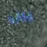 Thumbnail for dataset FigureS3DE_MII-ACA_20161124_EFcon