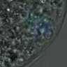 Thumbnail for dataset FigureS3DE_MII-ACA_20161125_con