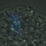 Thumbnail for dataset FigureS3DE_MII-ACA_20161125_half