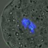Thumbnail for dataset FigureS4_20160222_half1_5h
