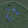 Thumbnail for dataset FigureS4_20160222_half2_5h