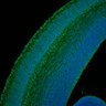 Thumbnail for dataset Fig1I_E15.5WT_NeuN