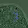 Thumbnail for dataset FigureS4_20160224_EFcon2