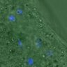 Thumbnail for dataset FigureS4_20160224_Giant2