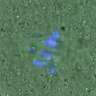 Thumbnail for dataset FigureS4_20160225_half3h