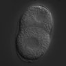 Thumbnail for dataset RNAi_C02F5.9_040608_01
