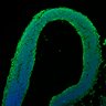 Thumbnail for dataset Fig1I_E13.5Tg_NeuN
