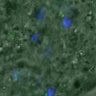 Thumbnail for dataset FigureS4_201601182_con2_5h
