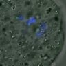 Thumbnail for dataset FigureS4_201601182_half2h