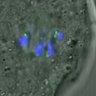 Thumbnail for dataset FigureS4_201601182_half3h