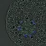 Thumbnail for dataset FigureS4_kinetochore_CENPA_20161022_half