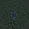 Thumbnail for dataset FigureS4_kinetochore_CENPC_20161022_half